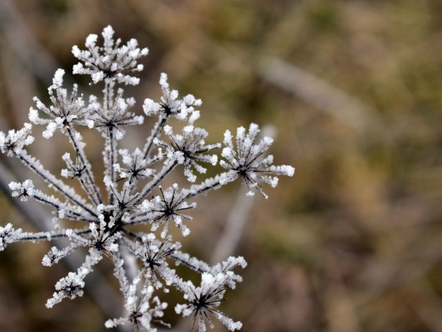 Protéger vos plantes du gel : conseils pratiques